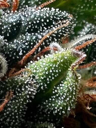 Home 1 Bulk THCA flower close-up with dense trichomes